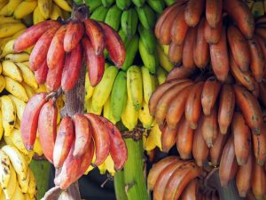 Pakistan Develops ‘Two Unique Varieties’ Of Banana